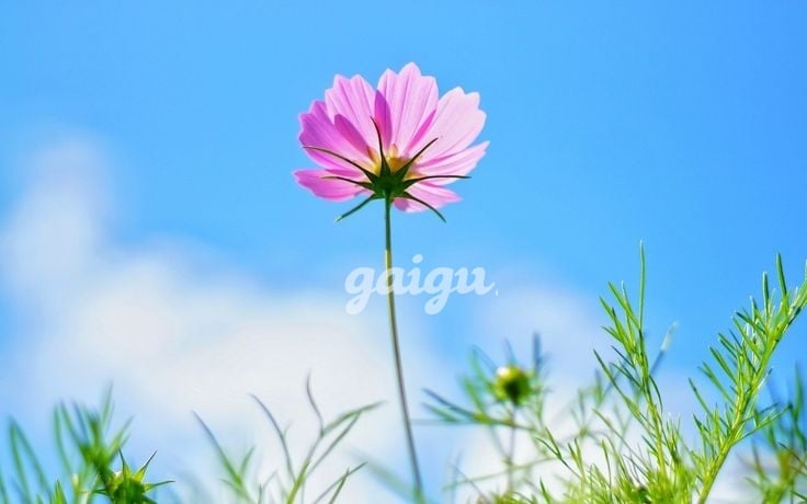 New 100% ❤️ BẢO NGỌC ^^ Girl Xinh , Ngoan Chiều Khách